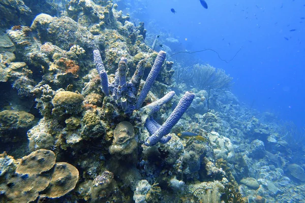 Underwater Photo Tublular Sponges Callyspongia Vaginalis Known Branching Vase Sponge — Stock Photo, Image