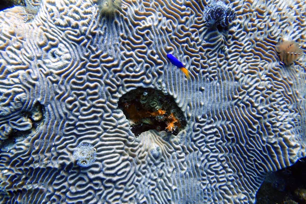 Подводная Фотография Какао Дамэгоистки Рядом Кораллом — стоковое фото