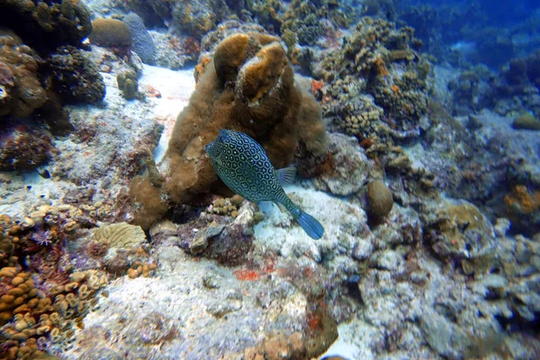 Podwodne Zdjecie Honeycomb Cowfish Acanthostracion Polygonius Plywajace Wsrod Urwiska Koralikowej — Zdjęcie stockowe