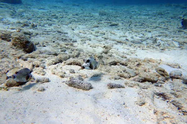 Uma Foto Subaquática Triquímetro Lactophrys Também Conhecido Como Trunkfish Liso — Fotografia de Stock