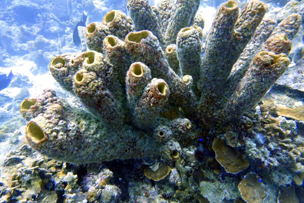 Podvodní Fotka Tublular Sponges Nebo Callyspongia Vaginalis Známé Jako Rozvětvovací — Stock fotografie