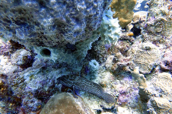 Underwater Photo Black Grouper Mycteroperca Bonaci Which One Best Known — Stock Photo, Image