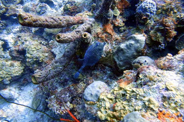 Ett Undervattensfoto Svart Grouper Mycteroperca Bonaci Som Mest Kända Den — Stockfoto