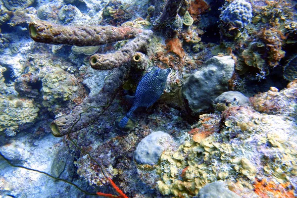 群魚と呼ばれる大型魚群で最もよく知られている黒い群魚 Mycteroperca Bonaci の水中写真 別名にクロックフィッシュ ボナエチアララ マーブルロックフィッシュなどがある — ストック写真