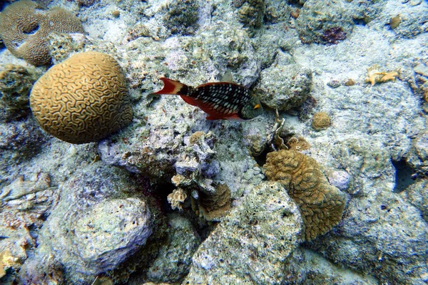 Podwodne Zdjęcie Papugi Pływającej Wokół Skały Raf Koralowych Oceanie Papuga — Zdjęcie stockowe