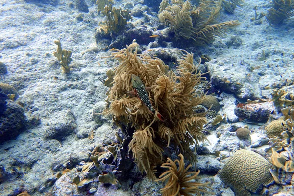 Une Photo Sous Marine Poisson Perroquet Nageant Autour Rocher Des — Photo