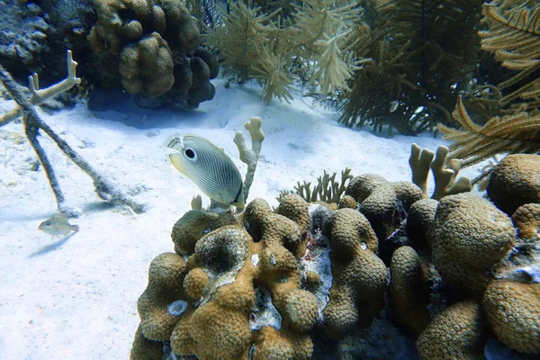 Underwater Photo Four Eyed Butterflyfish Chaetodon Capistratus Found Western Atlantic — Stock Photo, Image