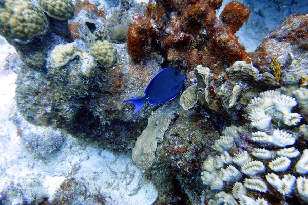 Podwodne Zdjecie Błękitnego Tang — Zdjęcie stockowe
