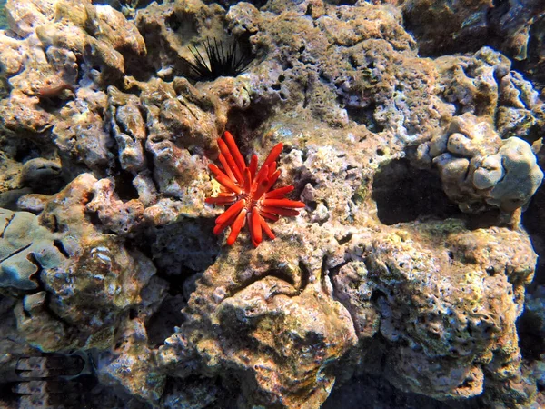 Een Onderwater Foto Van Een Zee Urchin — Stockfoto