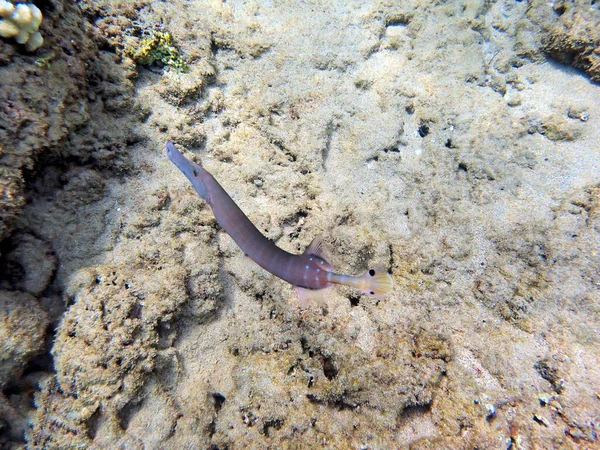 Uma Foto Subaquática Trumpetfish Aulostomus Maculatus Que Também Conhecido Como — Fotografia de Stock