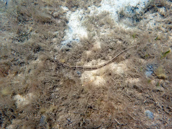 Μια Υποβρύχια Φωτογραφία Ενός Pipefish — Φωτογραφία Αρχείου