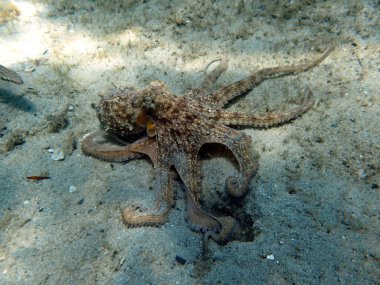 Bir Octopus 'un sualtı fotoğrafı yumuşak gövdeli, sekiz kollu bir Octopoda yumuşakçasıdır. Yaklaşık 300 tür tanınmaktadır ve bu tür Sefalopoda sınıfında mürekkep balığı, mürekkep balığı ve deniz analarıyla gruplandırılmıştır..