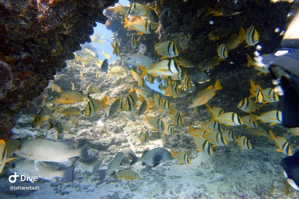 西大西洋 カリブ海 メキシコ湾に自生するナマズやイソレムスのバージニクスの水中写真 — ストック写真
