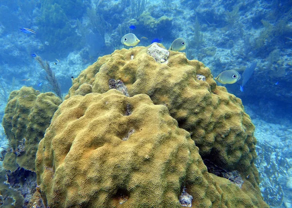 在西大西洋 百慕大和加勒比地区 人们可以看到一张四眼蝶鱼 Chaetodon Capąatus 的水下照片 — 图库照片