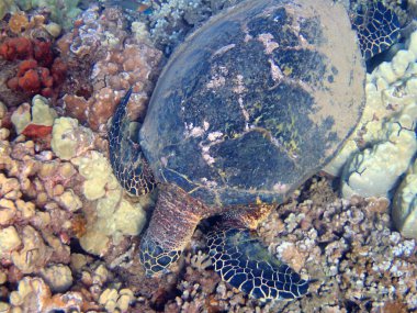Deniz Kaplumbağasının sualtı fotoğrafı. Deniz kaplumbağaları, bazen deniz kaplumbağaları olarak da bilinir, Testudines ve Cryoptodira alt takımlarının sürüngenleridir..