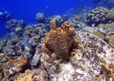 Tublular Sponges veya Callyspongia vajinalis 'in sualtı fotoğrafı, dallanan vazo süngeri olarak da bilinir. Akıntının büyüklüğü büyüme biçimini etkilemesine rağmen, C. vajinalis genellikle bir tübüler büyüme modeline sahiptir..