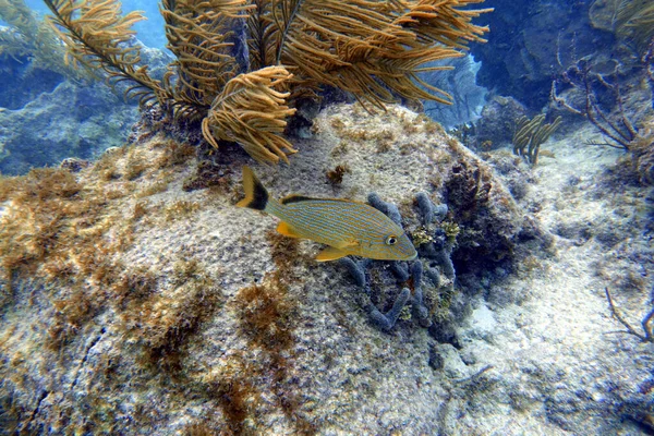 青い縞模様のグラント Haemlon Sciurus または青縞模様のグラントの水中写真は 西大西洋に自生する亜熱帯種のグラントです 彼らは学校に住んでいるサンゴ礁や海の草のベッドを好む — ストック写真