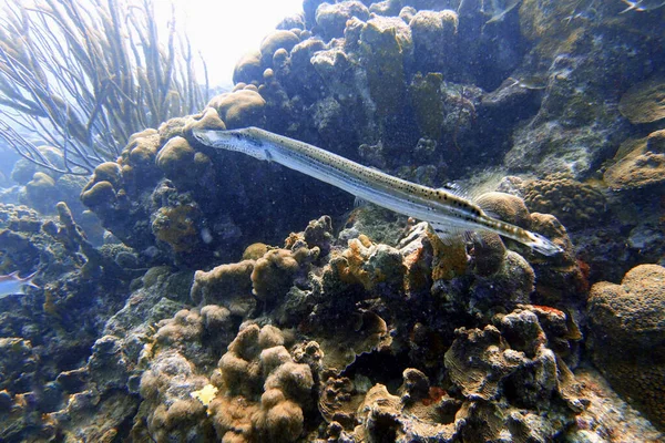 Подводная Фотография Трубача Aulostomus Maculatus Известная Западно Атлантический Трубач Представляет — стоковое фото