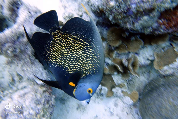 Krásně Barevné Francouzské Angelfish Plavat Kolem Skály Korálové Útesy Oceánu — Stock fotografie