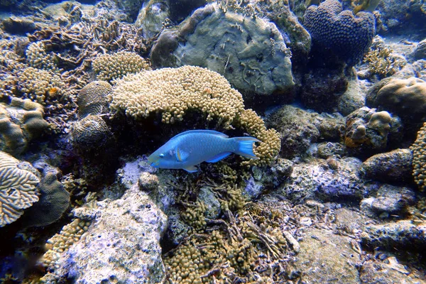 Uma Foto Subaquática Peixe Papagaio Nadando Redor Rocha Recifes Coral — Fotografia de Stock