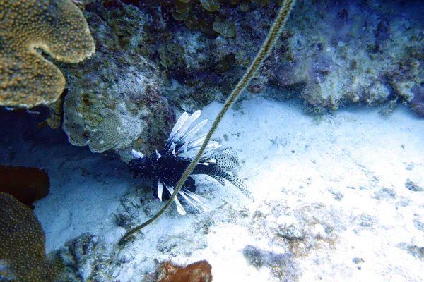 Μια Υποβρύχια Φωτογραφία Ενός Red Lionfish Pterois Volitansis Ένα Δηλητηριώδες — Φωτογραφία Αρχείου