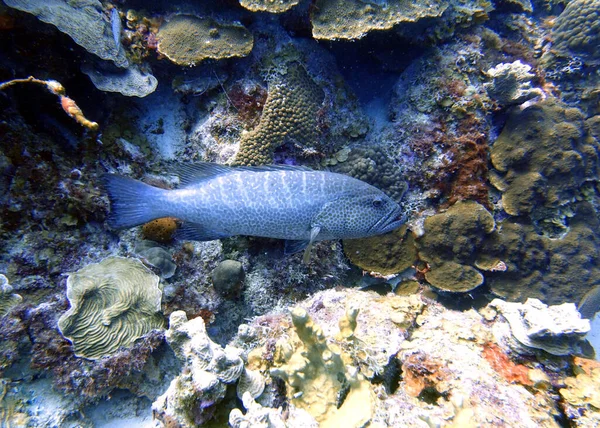 Sebuah Foto Bawah Air Dari Sebuah Grouper Hitam Mycteroperca Bonaci — Stok Foto