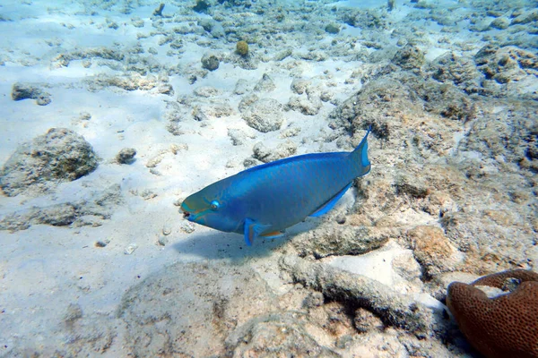 Underwater Photo Parrotfish Swimming Rock Coral Reefs Ocean Parrotfish Colorful — Stock Photo, Image