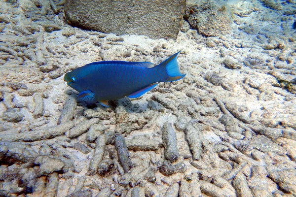 Podvodní Fotka Papouška Plavajícího Kolem Skály Korálových Útesů Oceánu Papoušci — Stock fotografie