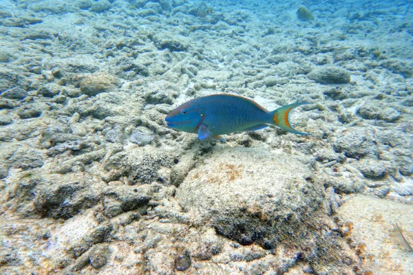 Een Onderwaterfoto Van Een Papegaaivis Draaiend Rond Rots Koraalriffen Oceaan — Stockfoto