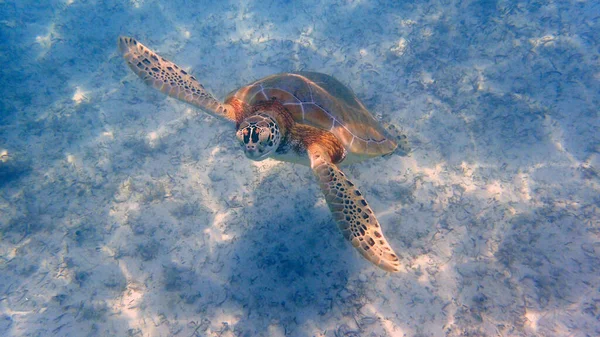 Una Foto Submarina Una Tortuga Marina Las Tortugas Marinas Veces — Foto de Stock