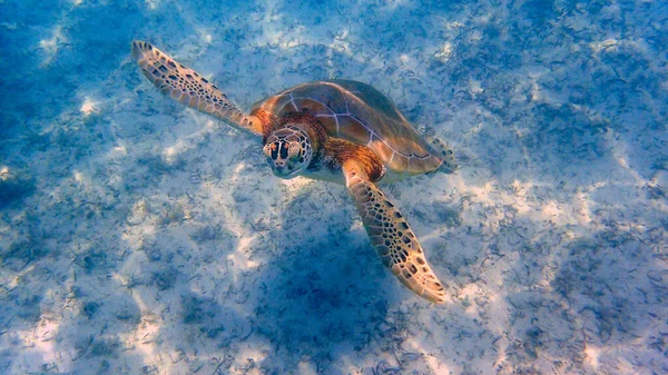 Deniz Kaplumbağasının Sualtı Fotoğrafı Deniz Kaplumbağaları Bazen Deniz Kaplumbağaları Olarak — Stok fotoğraf