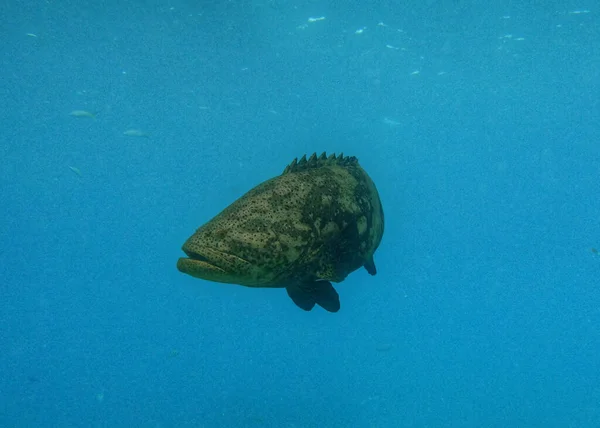 Una Foto Submarina Mero Goliat Atlántico Itajara También Conocido Como — Foto de Stock