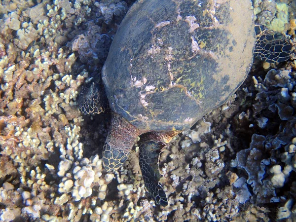 Podvodní Fotka Mořské Želvy Mořské Želvy Někdy Nazývané Mořské Želvy — Stock fotografie