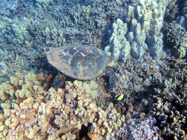 Une Photo Sous Marine Une Tortue Mer Les Tortues Marines — Photo