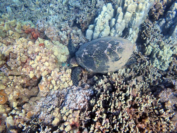 Podvodní Fotka Mořské Želvy Mořské Želvy Někdy Nazývané Mořské Želvy — Stock fotografie