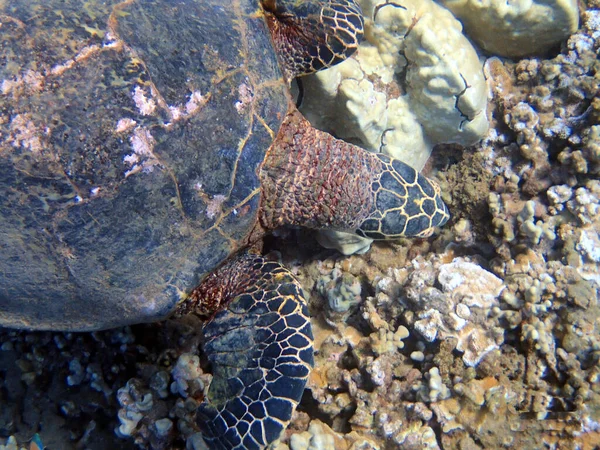 Ett Undervattensfoto Havssköldpadda Havssköldpaddor Ibland Kallade Marina Sköldpaddor Reptiler Ordningen — Stockfoto