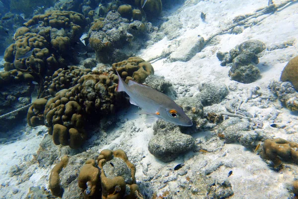 Mahagonový Chňapal Plavající Mezi Skalami Korály Oceánu — Stock fotografie