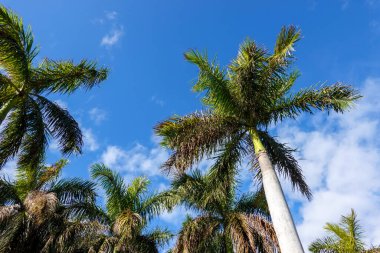 Güneşli bir günde Florida 'da masmavi bir gökyüzüne bakan Palmiye ağaçlarının manzarası..