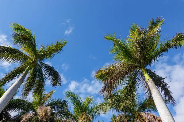 Güneşli Bir Günde Florida Masmavi Bir Gökyüzüne Bakan Palmiye Ağaçlarının — Stok fotoğraf