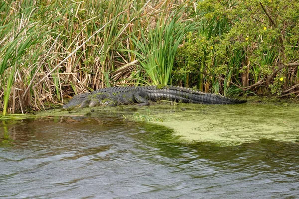 晴れた日には芝のフロリダ湿地に身を置くワニ — ストック写真