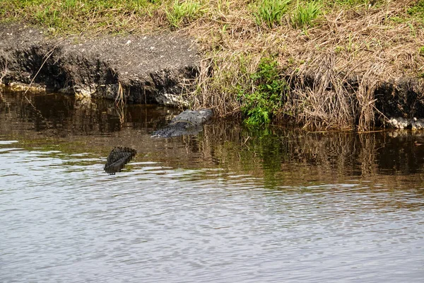 晴れた日には芝のフロリダ湿地に身を置くワニ — ストック写真