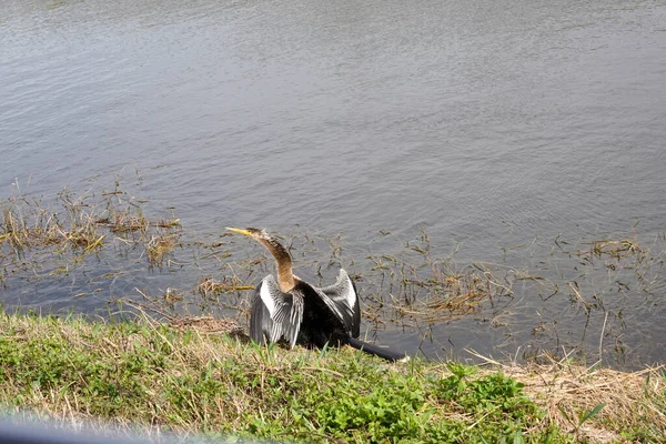 フロリダ州オーランドの野生動物のドライブで羽を乾燥湿地に沿って立っているアヒンガの水の鳥 — ストック写真