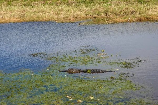 晴れた日には芝のフロリダ湿地に身を置くワニ — ストック写真