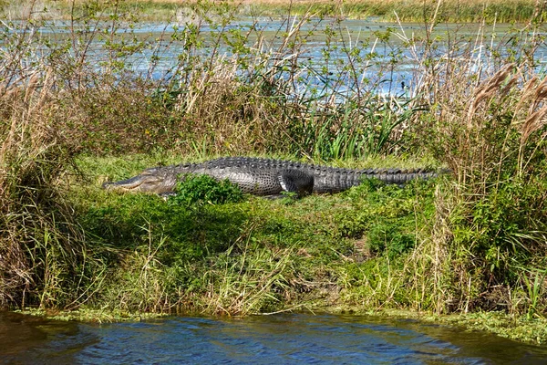 Alligator Laying Grassy Florida Swamp Sunning Itself Sunny Day — Stock Photo, Image