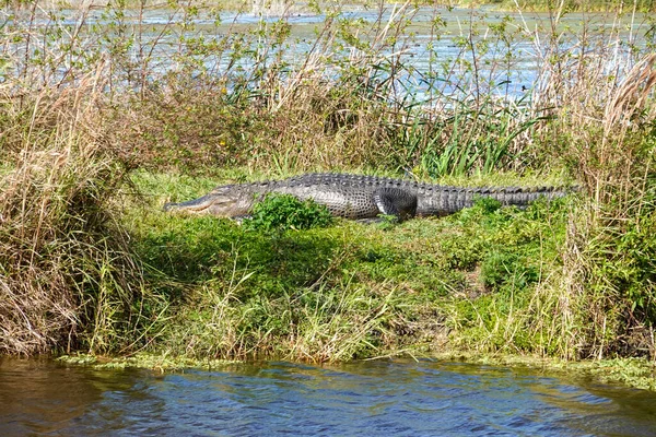 晴れた日には芝のフロリダ湿地に身を置くワニ — ストック写真