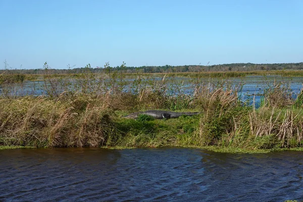 Alligator Laying Grassy Florida Swamp Sunning Itself Sunny Day — Stock Photo, Image