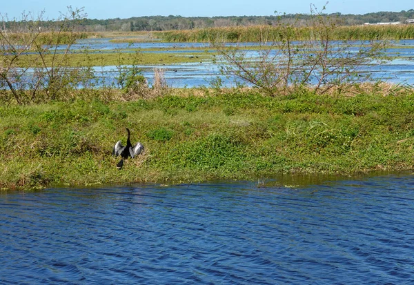 Ein Anhinga Wasservogel Der Neben Einem Sumpf Steht Und Seine — Stockfoto