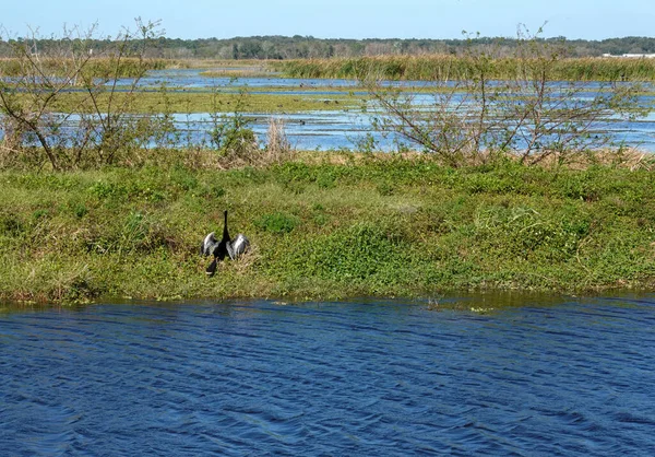 Anhinga Water Bird Standing Alongside Swamp Drying Wings Wildlife Drive — Stock Photo, Image