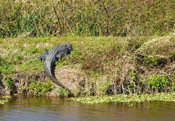 Cocodrilo Tendido Pantano Florida Cubierto Hierba Tomando Sol Día Soleado —  Fotos de Stock