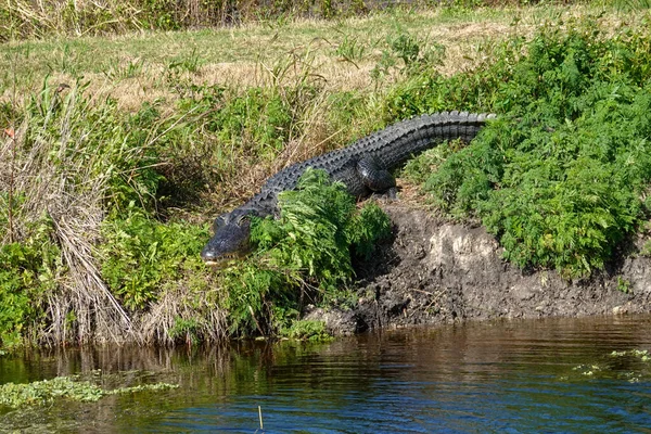 Alligator Laying Grassy Florida Swamp Sunning Itself Sunny Day — Stock Photo, Image